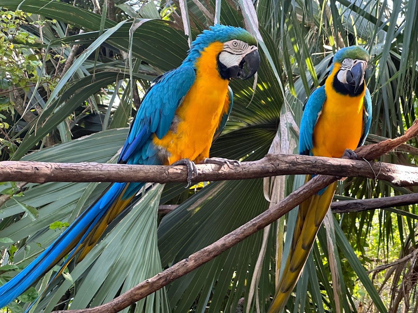 Bermuda Aquarium, Museum & Zoo
